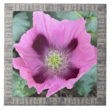 6"x 6" Ceramic Tile with Gorgeous Pink Poppy