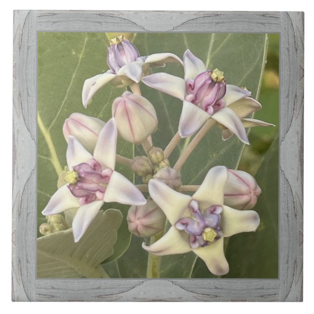 6"x 6" Ceramic Tile with Lovely Crown Flower (Front)