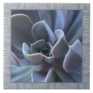 6"x 6" Ceramic Tile with Lovely Succulent