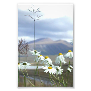6x4 photo Alaskan wildflowers