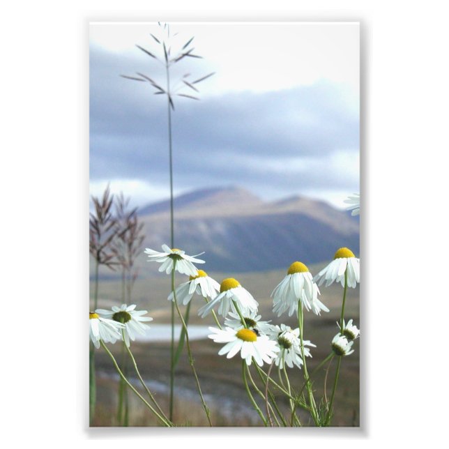 6x4 photo Alaskan wildflowers (Front)