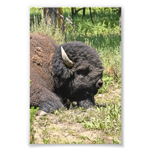 6x4 photo  buffalo