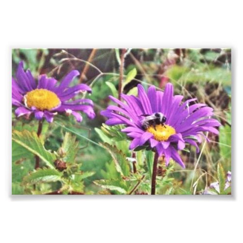 6x4 photo bumble bee