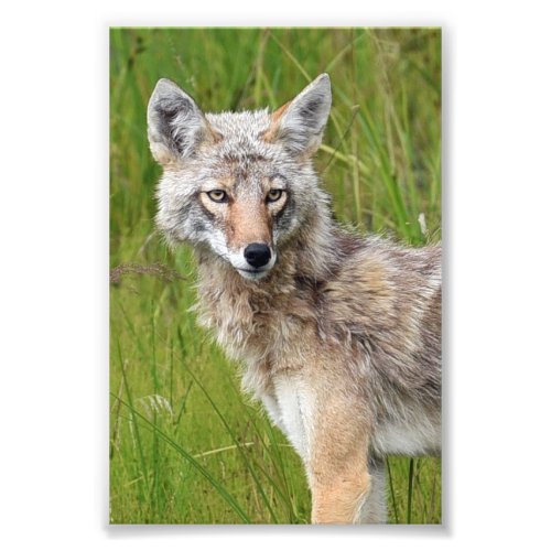 6x4 photo coyote