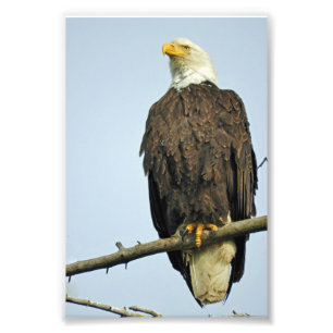 6x4 photo  eagle print