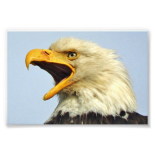 6x4 photo  eagle print