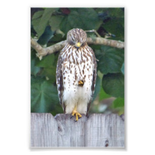 6x4 photo falcon print