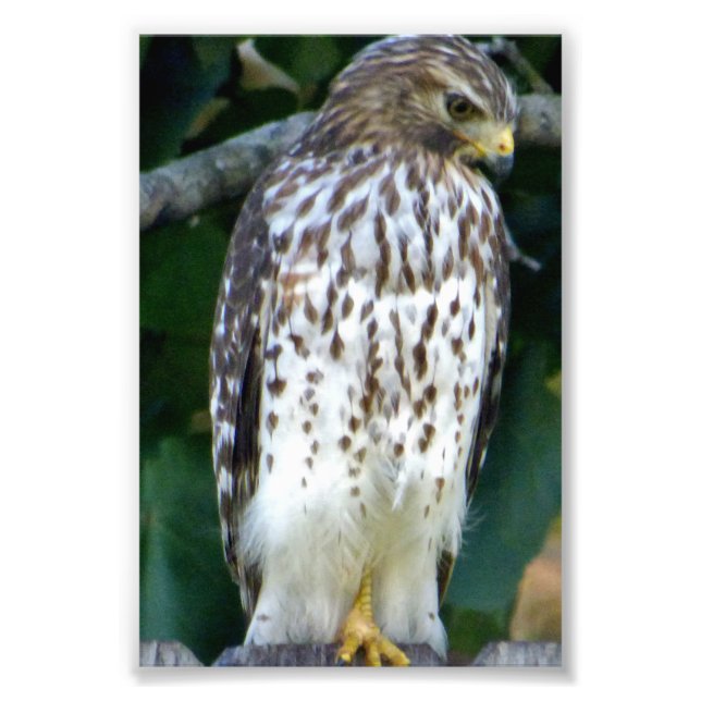 6x4 photo falcon print (Front)