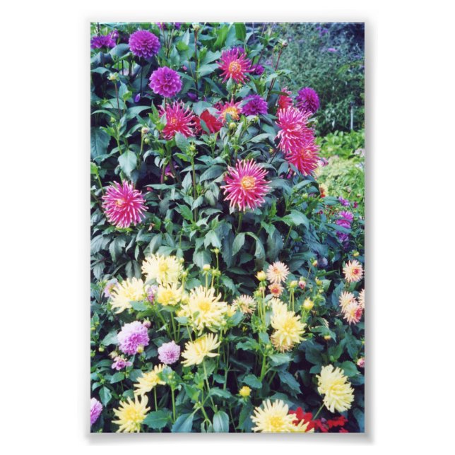 6x4 photo flowers (Front)
