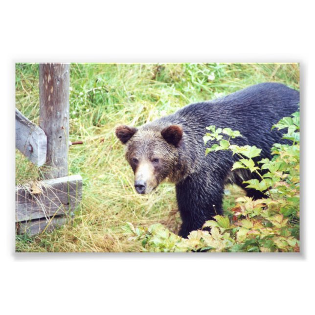 6x4 photo grizzly bears (Front)
