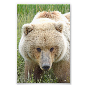 6x4 photo  grizzly bears