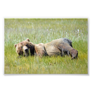 6x4 photo island of grizzly bears