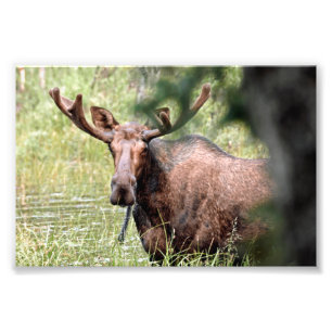 6x4 photo island of moose