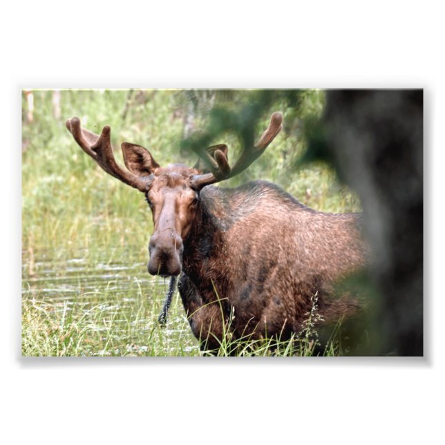 6x4 photo island of moose print (Front)