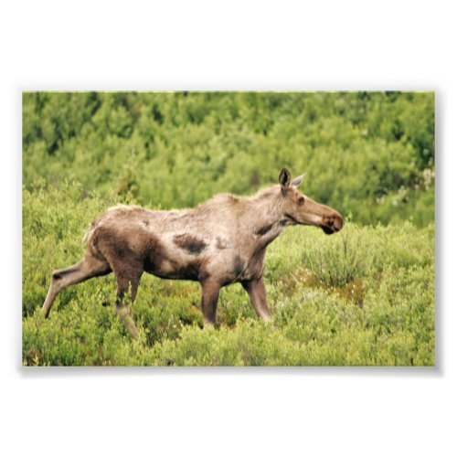 6x4 photo moose