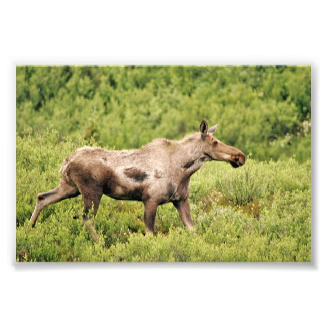 6x4 photo moose (Front)