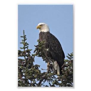  6x4 photo of eagle print