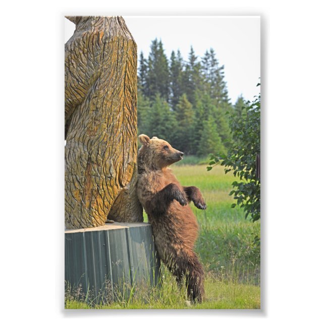  6x4 photo of grizzly bear (Front)