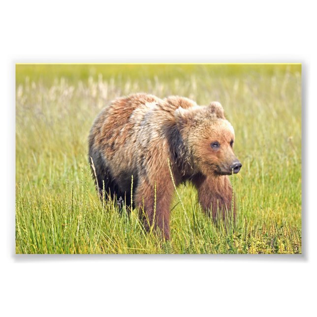  6x4 photo of grizzly bear (Front)