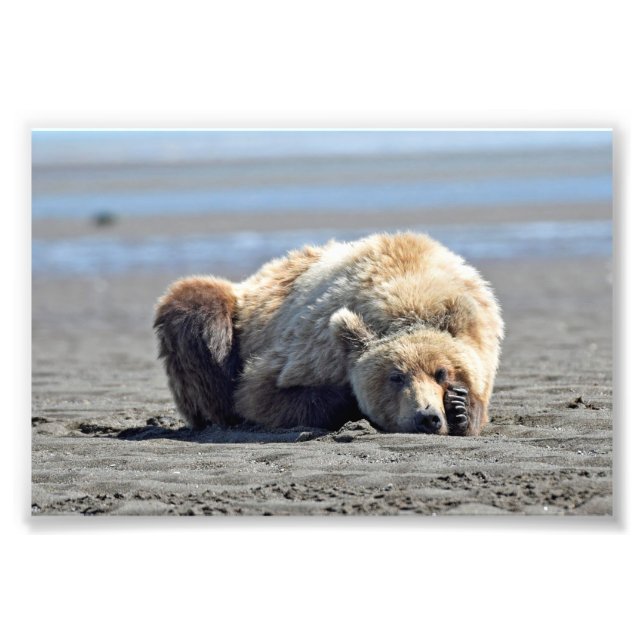  6x4 photo of grizzly bear print (Front)