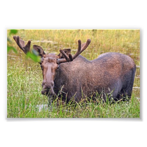  6x4 photo of moose