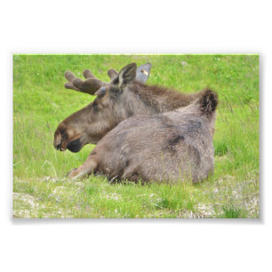  6x4 photo of  moose print