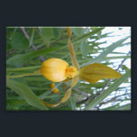 6x4 Photo Print<br><div class="desc">A lovely lady's slipper graces this 6x4 Photo Print. The lady's slipper is a rare orchid found in Manitoba.</div>
