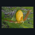 6x4 Photo Print<br><div class="desc">A lovely lady's slipper graces this 6x4 Photo Print. The lady's slipper is a rare orchid found in Manitoba.</div>