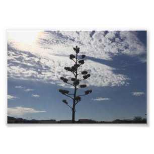 6X4 photo print of blooming agave