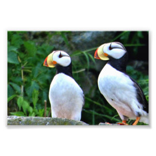 6x4 photo puffin