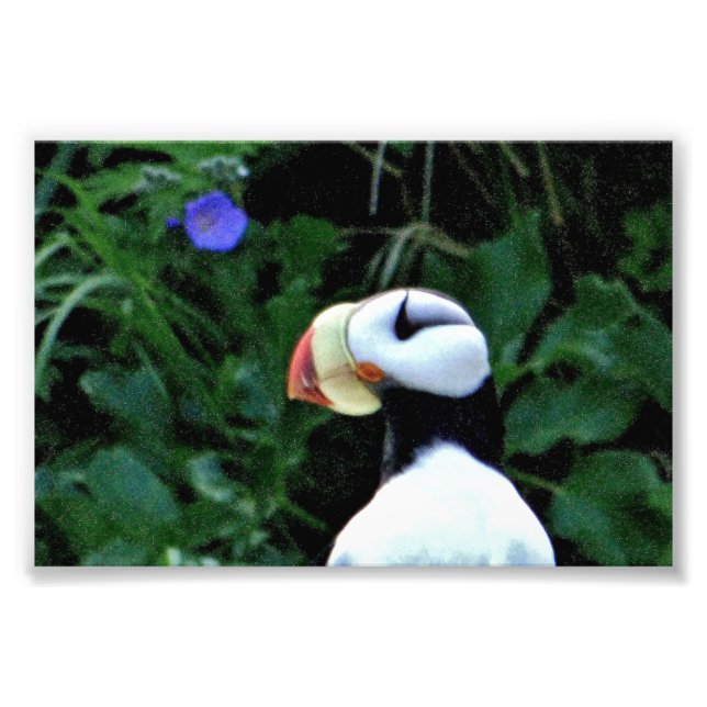 6x4 photo puffins print (Front)