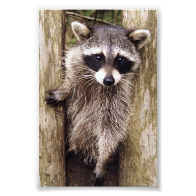 6x4 photo racoon print (Front)