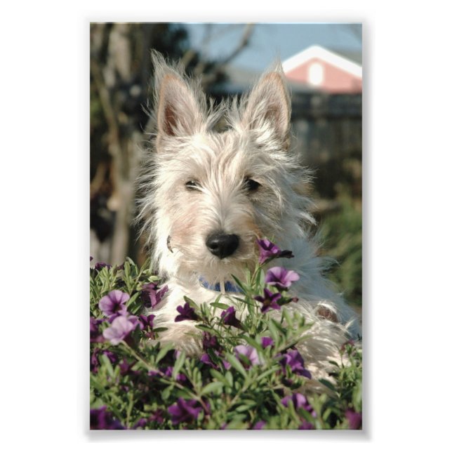  6x4 photo Scottish Terrier (Front)