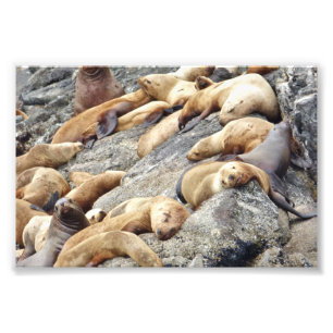 6x4 photo  seals print