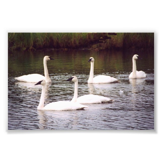 6x4 photo swans (Front)