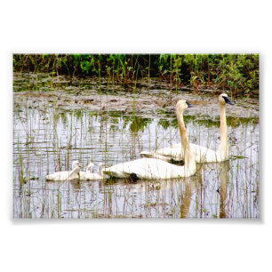 6x4 photo swans print