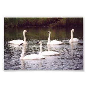 6x4 photo swans print