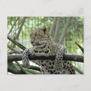 6x4 Postcard Template