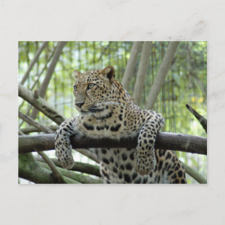 6x4 Postcard Template