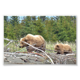 6x4 Satin Photo of grizzly  bear & cub