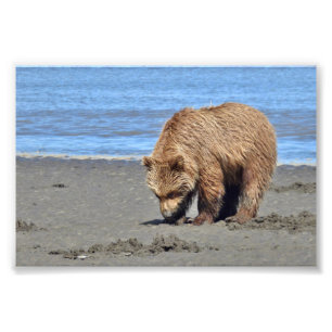6x4 Satin Photo of grizzly bear cub