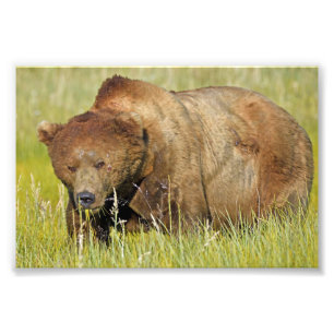 6x4 Satin Photo of grizzly bear Print