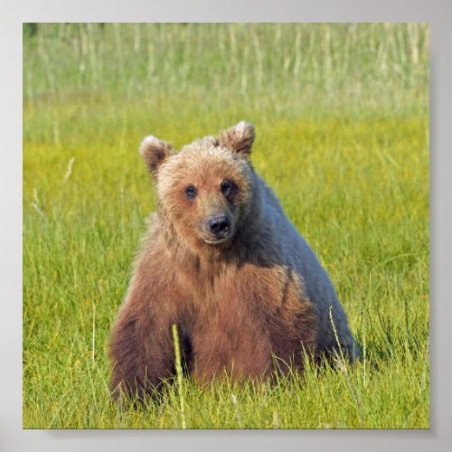 6x6 Poster Paper Matte of grizzly bear