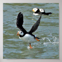 6x6 Poster Paper (Matte) of puffins
