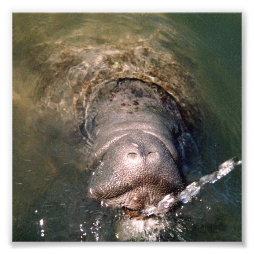 6x6 Satin photo of manatee