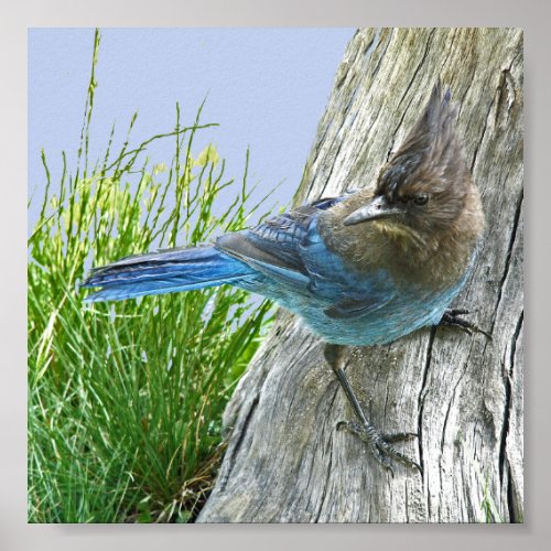 6x6 Value Poster Paper Matte w stellar jay