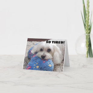 *70th BIRTHDAY* HA HA HA (FUNNY DOG HUMOR) Card