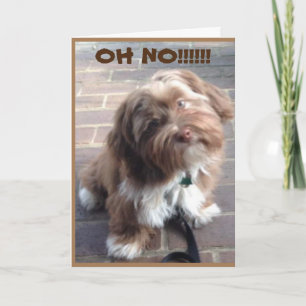 **70th BIRTHDAY** OH NO SAYS PUPPY Card