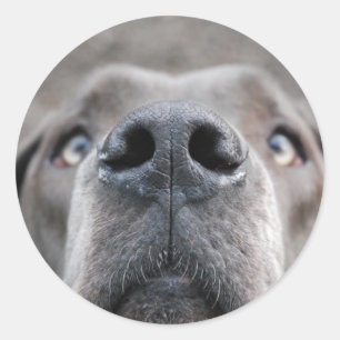 7.6 cm sticker Great Dane nose