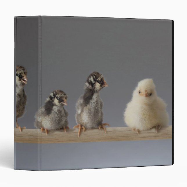 7 Baby Pet Chickens on a Perch 3 Ring Binder (Front/Spine)